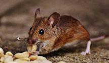 24 Hour & Emergency Exterminators in Dixiana, AL